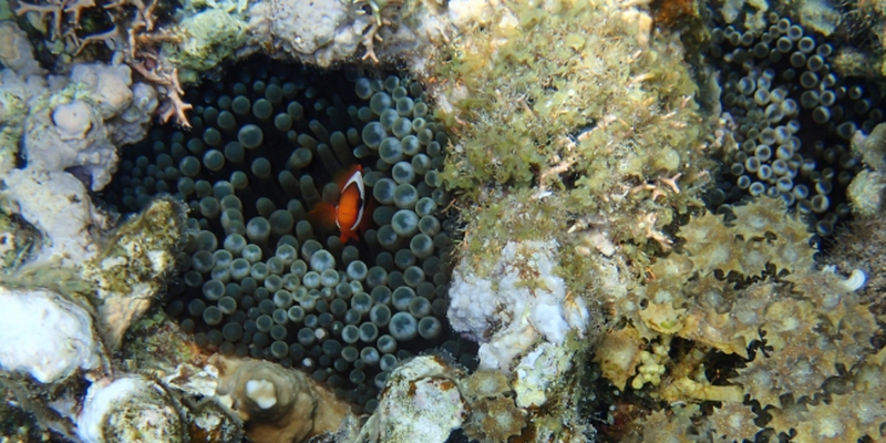 ���̒��F���C�ɂȂ�b���̖{���̔����ցI�y�r�[�X�}�C�� �z���C�g�j���O�L�b�g�z
���T�C�g